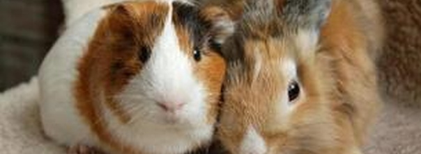 Можно ли держать морских свинок и кроликов в одном вольере?